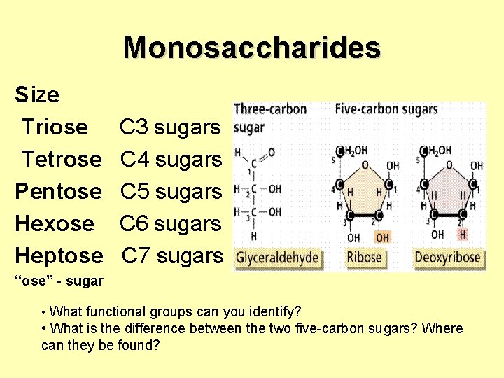 Monosaccharides Size Triose Tetrose Pentose Hexose Heptose C 3 sugars C 4 sugars C
