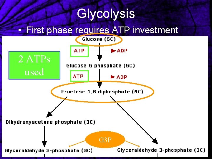 Glycolysis • First phase requires ATP investment 2 ATPs used G 3 P 