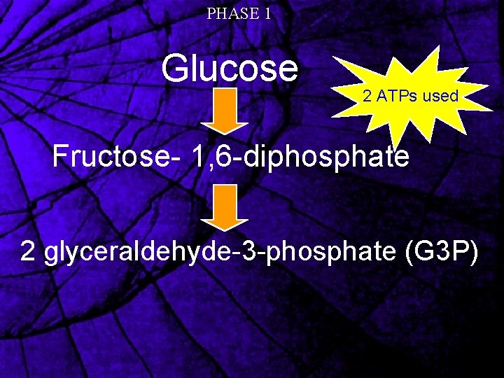PHASE 1 Glucose 2 ATPs used Fructose- 1, 6 -diphosphate 2 glyceraldehyde-3 -phosphate (G