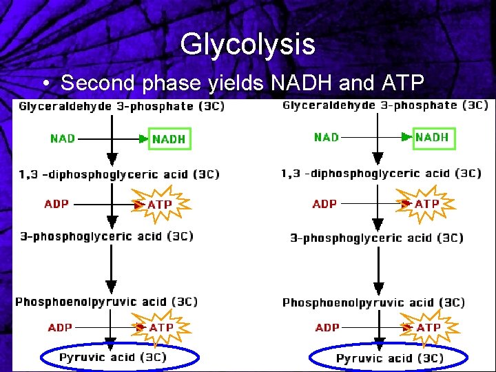 Glycolysis • Second phase yields NADH and ATP 