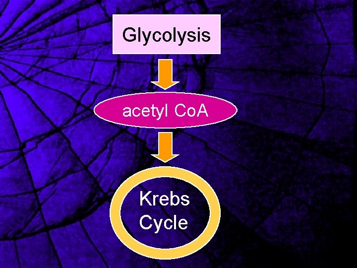 Glycolysis acetyl Co. A Krebs Cycle 