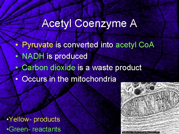 Acetyl Coenzyme A • • Pyruvate is converted into acetyl Co. A NADH is