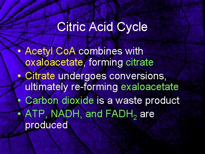 Citric Acid Cycle • Acetyl Co. A combines with oxaloacetate, forming citrate • Citrate
