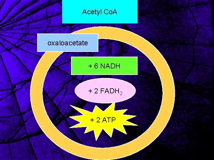 Acetyl Co. A oxaloacetate + 6 NADH + 2 FADH 2 + 2 ATP