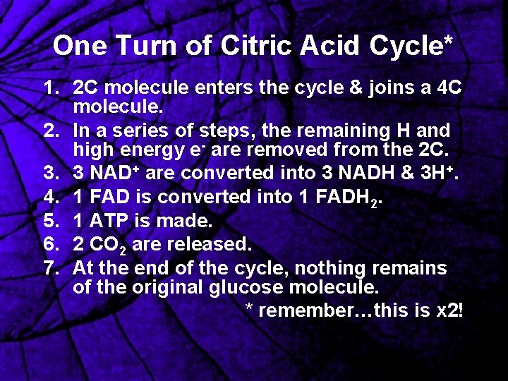 One Turn of Citric Acid Cycle* 1. 2 C molecule enters the cycle &