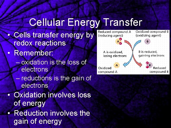 Cellular Energy Transfer • Cells transfer energy by redox reactions • Remember: – oxidation