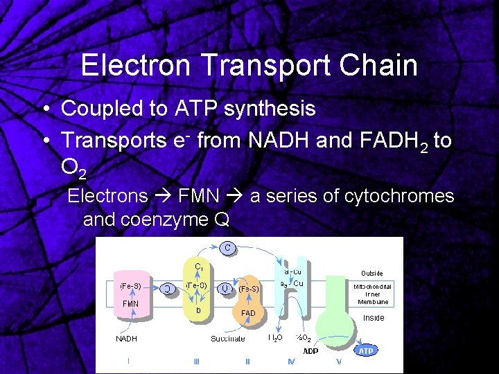 Electron Transport Chain • Coupled to ATP synthesis • Transports e- from NADH and