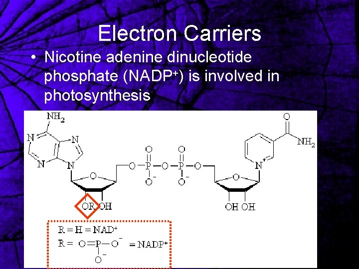 Electron Carriers • Nicotine adenine dinucleotide phosphate (NADP+) is involved in photosynthesis 