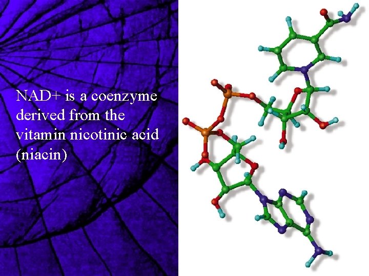 NAD+ is a coenzyme derived from the vitamin nicotinic acid (niacin) 