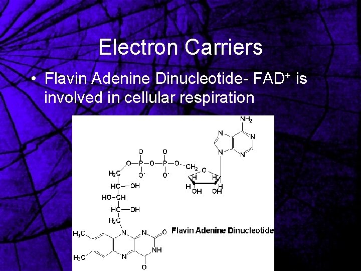 Electron Carriers • Flavin Adenine Dinucleotide- FAD+ is involved in cellular respiration 