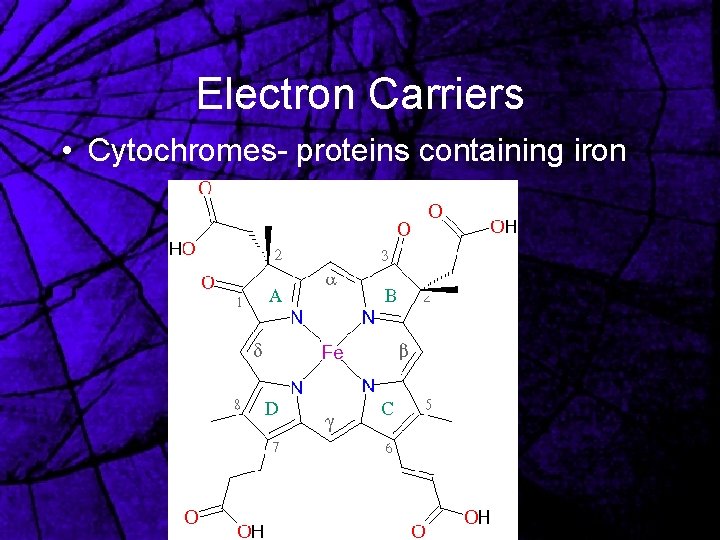 Electron Carriers • Cytochromes- proteins containing iron 