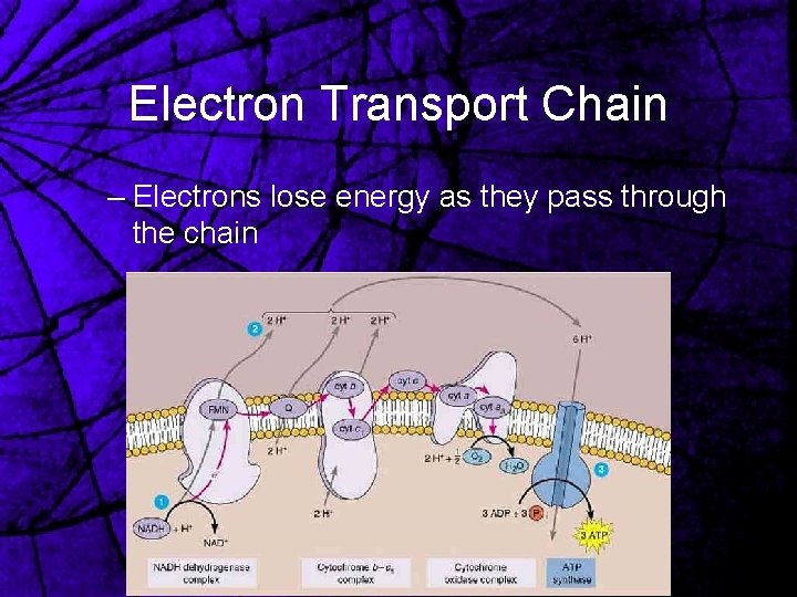 Electron Transport Chain – Electrons lose energy as they pass through the chain 
