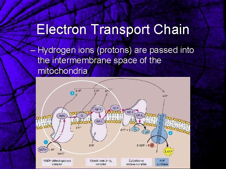 Electron Transport Chain – Hydrogen ions (protons) are passed into the intermembrane space of