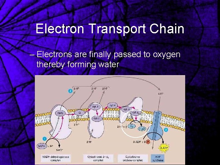 Electron Transport Chain – Electrons are finally passed to oxygen thereby forming water 