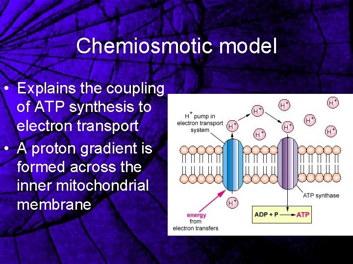 Chemiosmotic model • Explains the coupling of ATP synthesis to electron transport • A