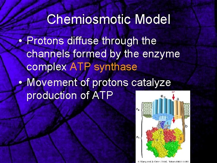 Chemiosmotic Model • Protons diffuse through the channels formed by the enzyme complex ATP