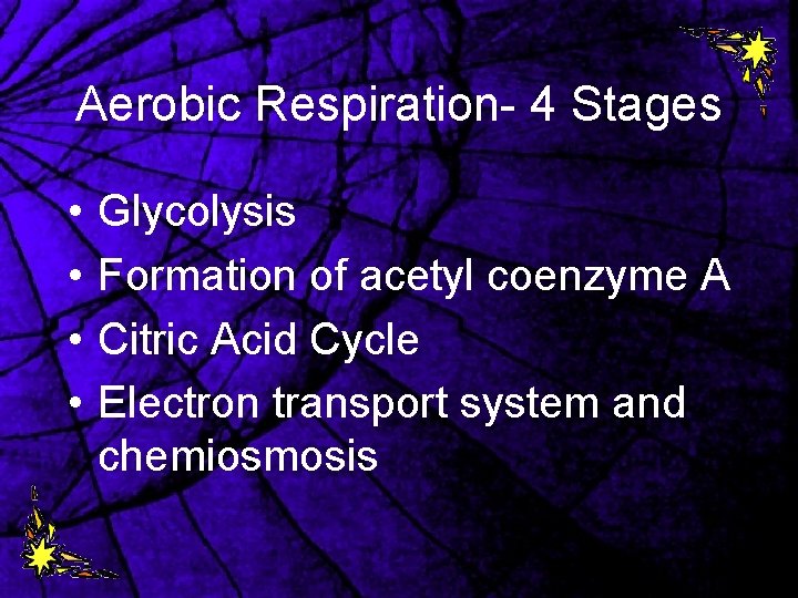 Aerobic Respiration- 4 Stages • • Glycolysis Formation of acetyl coenzyme A Citric Acid