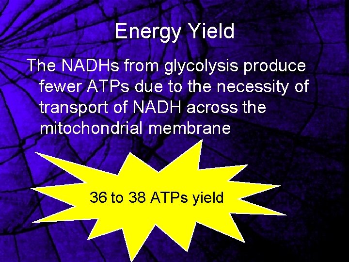 Energy Yield The NADHs from glycolysis produce fewer ATPs due to the necessity of