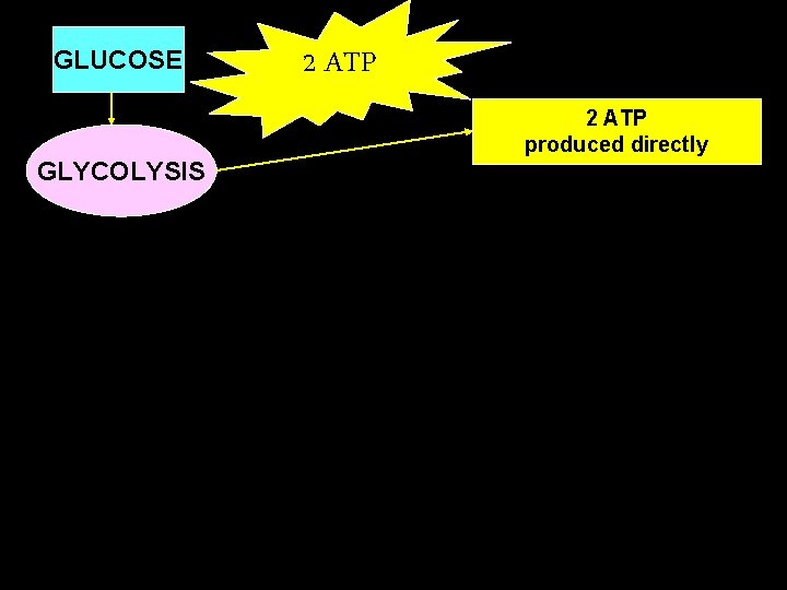 GLUCOSE GLYCOLYSIS 2 ATP produced directly 