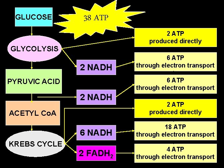 GLUCOSE 16 1482 ATP 38 ATP 34 2 ATP produced directly GLYCOLYSIS + 2