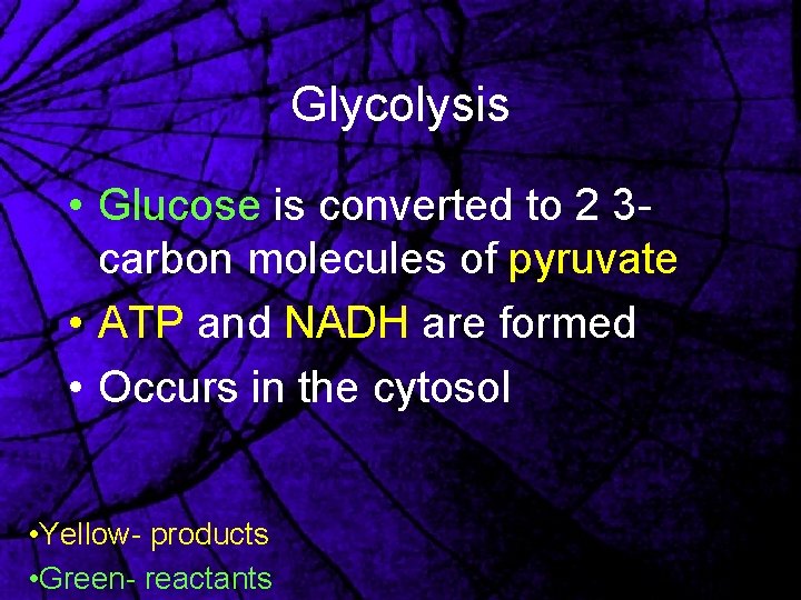 Glycolysis • Glucose is converted to 2 3 carbon molecules of pyruvate • ATP