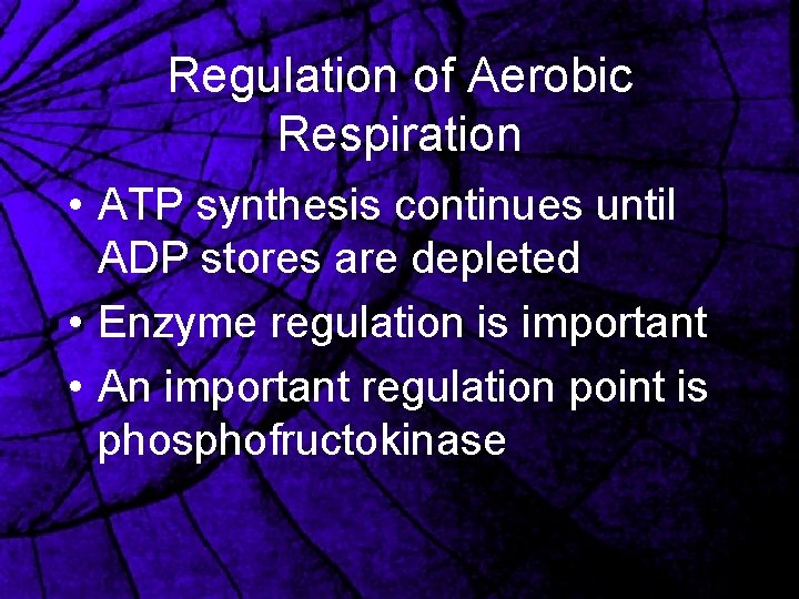 Regulation of Aerobic Respiration • ATP synthesis continues until ADP stores are depleted •