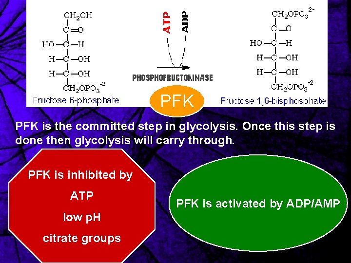 PFK is the committed step in glycolysis. Once this step is done then glycolysis