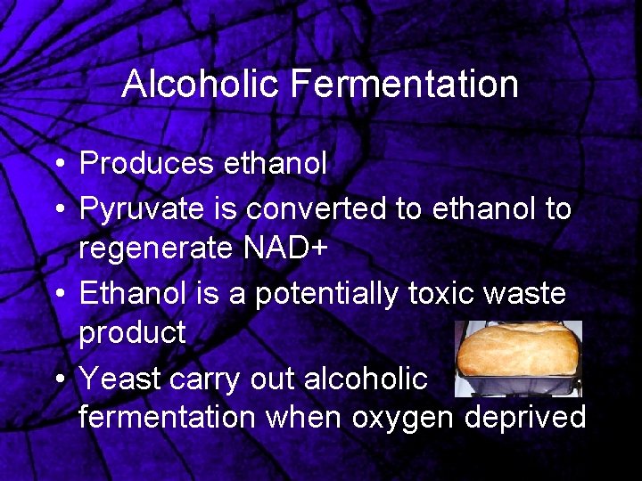 Alcoholic Fermentation • Produces ethanol • Pyruvate is converted to ethanol to regenerate NAD+