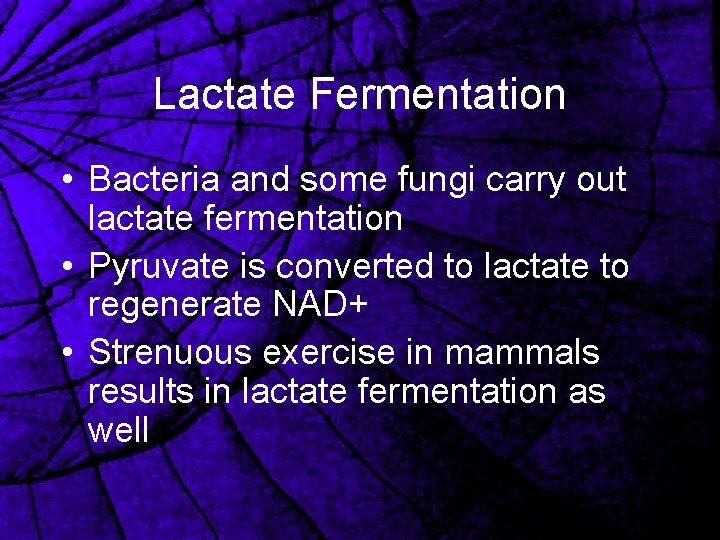 Lactate Fermentation • Bacteria and some fungi carry out lactate fermentation • Pyruvate is