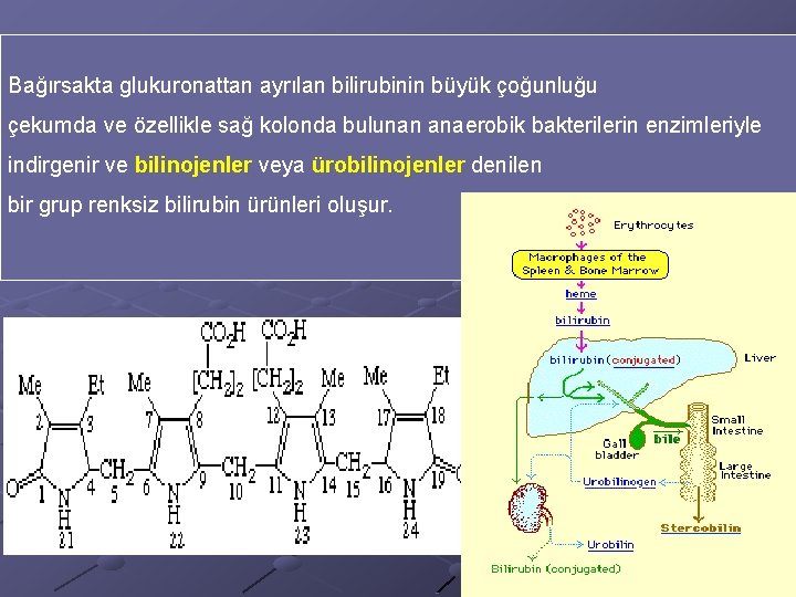 Bağırsakta glukuronattan ayrılan bilirubinin büyük çoğunluğu çekumda ve özellikle sağ kolonda bulunan anaerobik bakterilerin