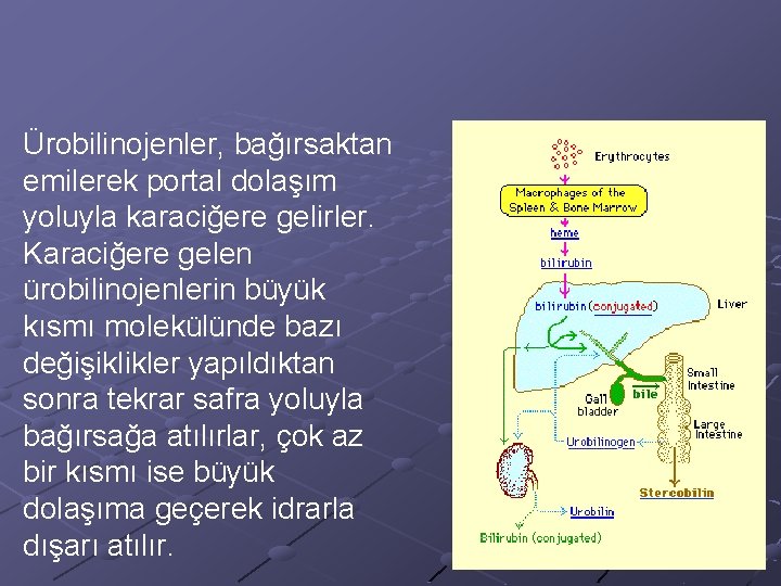 Ürobilinojenler, bağırsaktan emilerek portal dolaşım yoluyla karaciğere gelirler. Karaciğere gelen ürobilinojenlerin büyük kısmı molekülünde