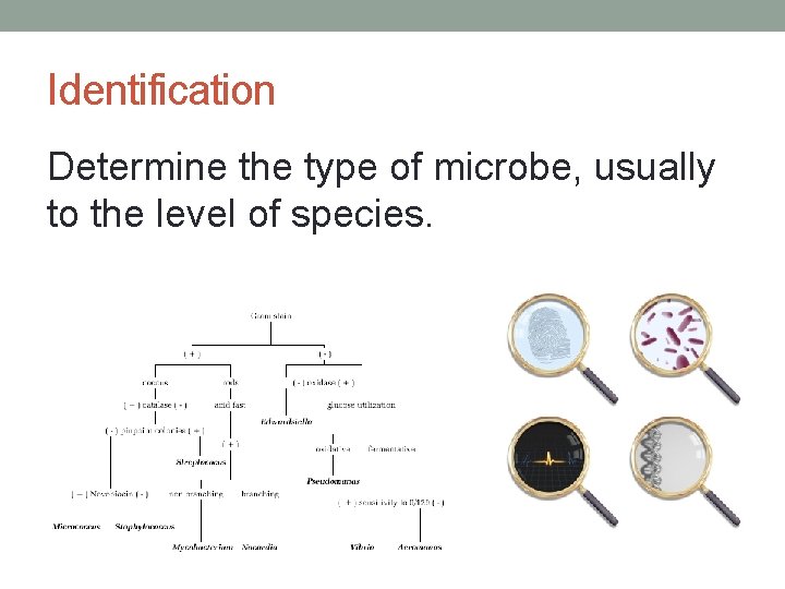 Identification Determine the type of microbe, usually to the level of species. 