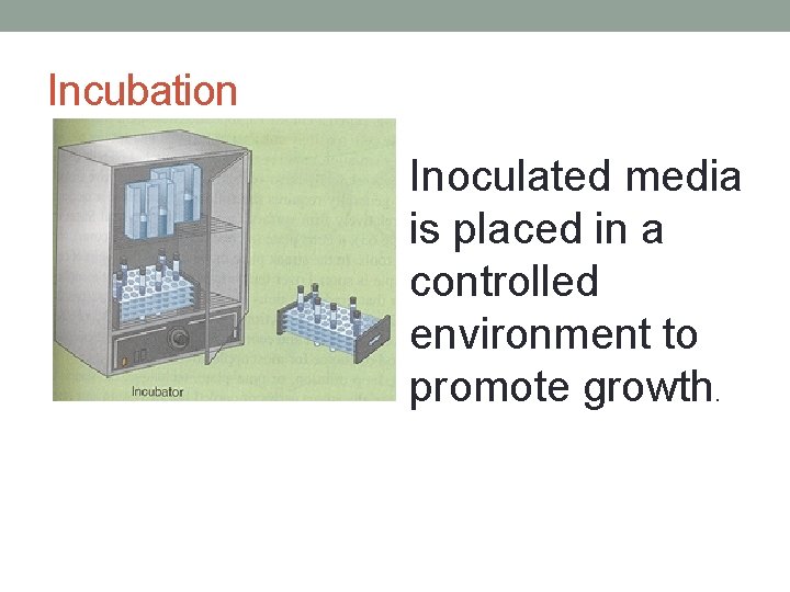 Incubation Inoculated media is placed in a controlled environment to promote growth. 