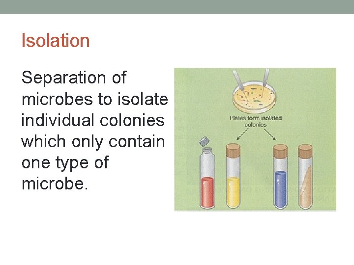 Isolation Separation of microbes to isolate individual colonies which only contain one type of