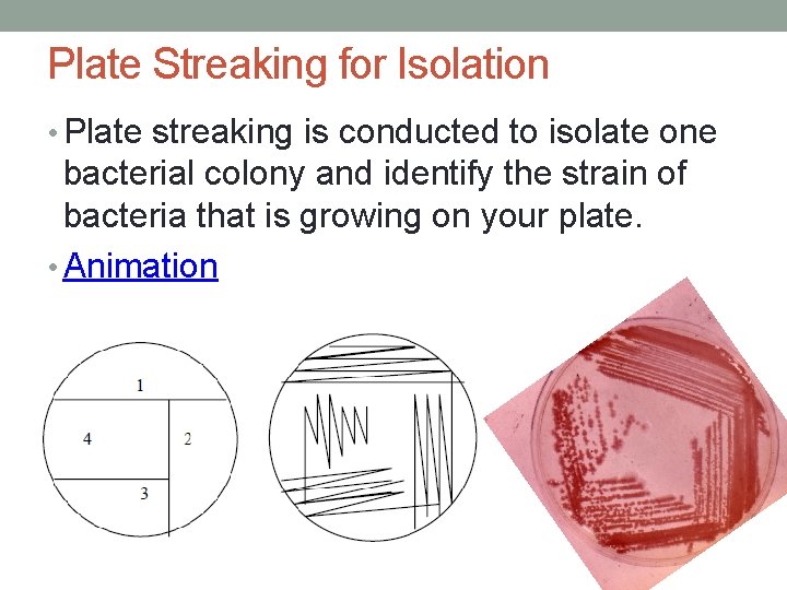 Plate Streaking for Isolation • Plate streaking is conducted to isolate one bacterial colony