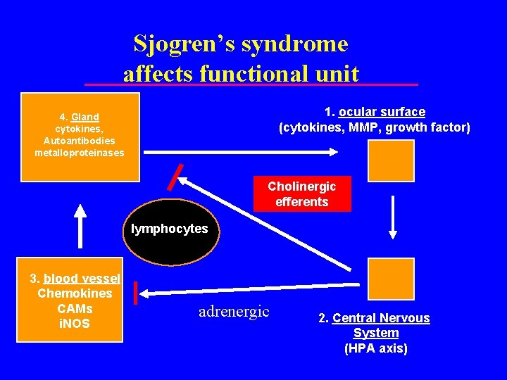 Sjogren’s syndrome affects functional unit 1. ocular surface (cytokines, MMP, growth factor) 4. Gland
