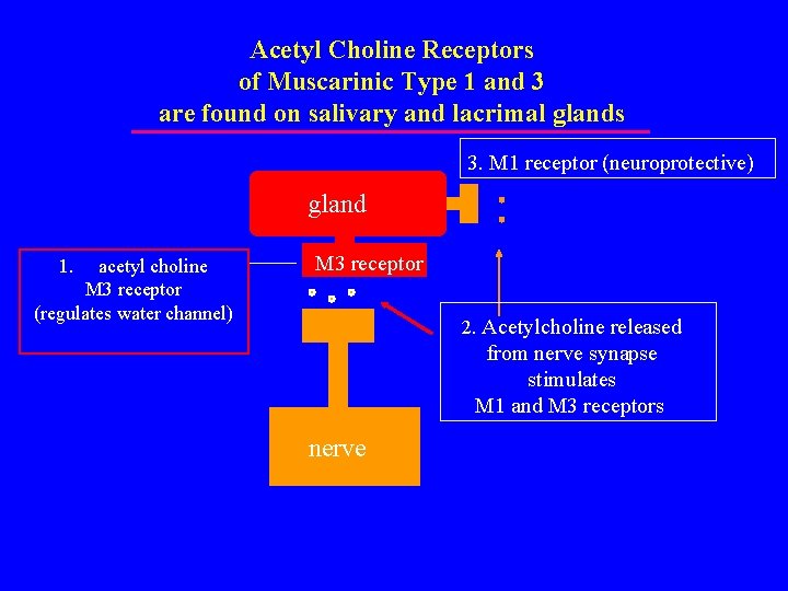 Acetyl Choline Receptors of Muscarinic Type 1 and 3 are found on salivary and