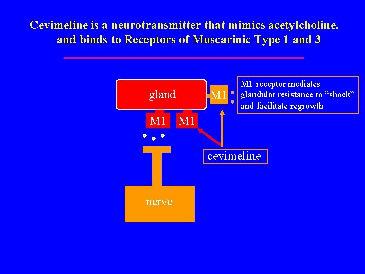 Cevimeline is a neurotransmitter that mimics acetylcholine. and binds to Receptors of Muscarinic Type