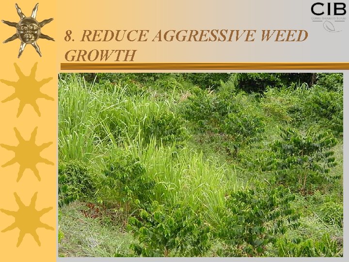 8. REDUCE AGGRESSIVE WEED GROWTH 