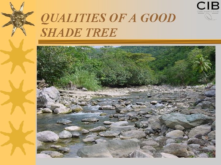 QUALITIES OF A GOOD SHADE TREE 