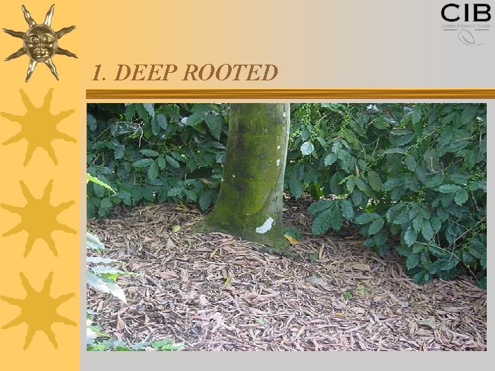 1. DEEP ROOTED 