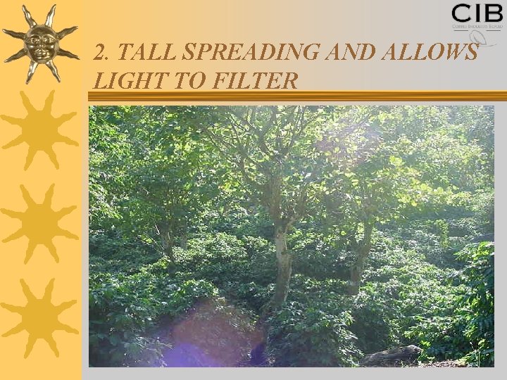 2. TALL SPREADING AND ALLOWS LIGHT TO FILTER 