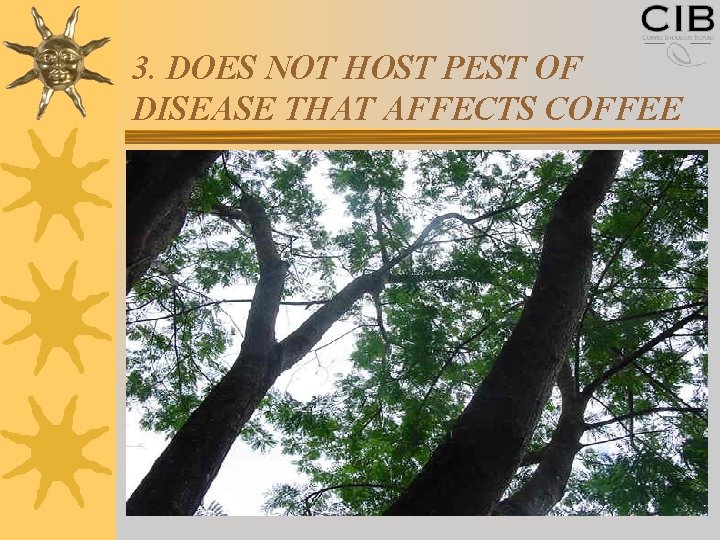 3. DOES NOT HOST PEST OF DISEASE THAT AFFECTS COFFEE 