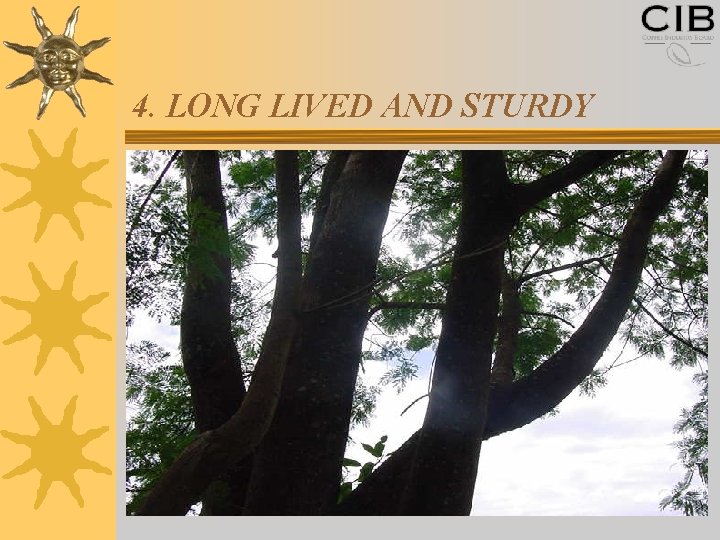 4. LONG LIVED AND STURDY 