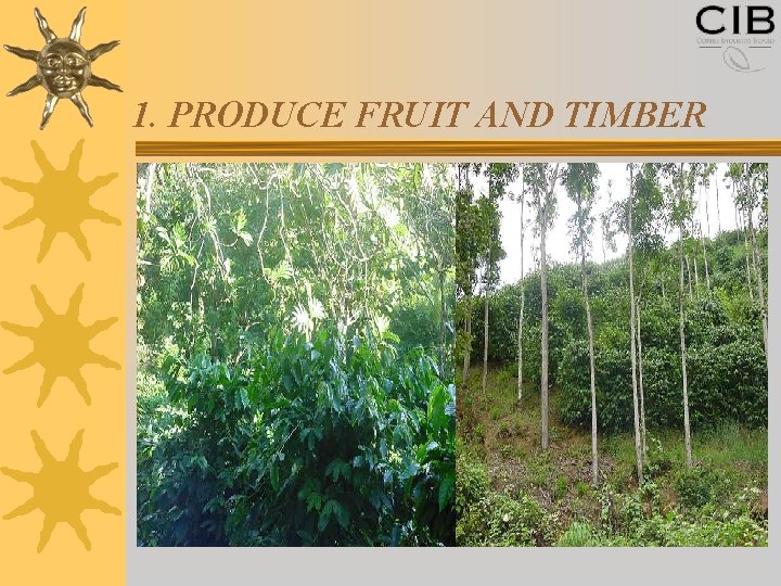 1. PRODUCE FRUIT AND TIMBER 