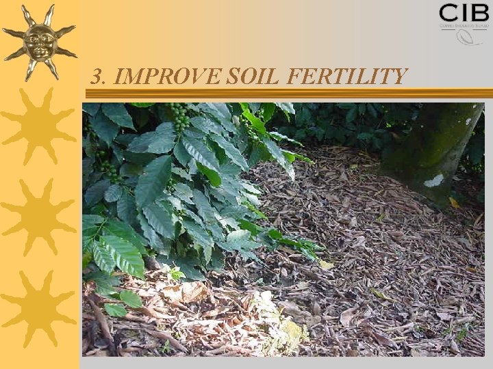 3. IMPROVE SOIL FERTILITY 