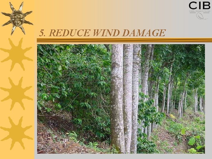 5. REDUCE WIND DAMAGE 