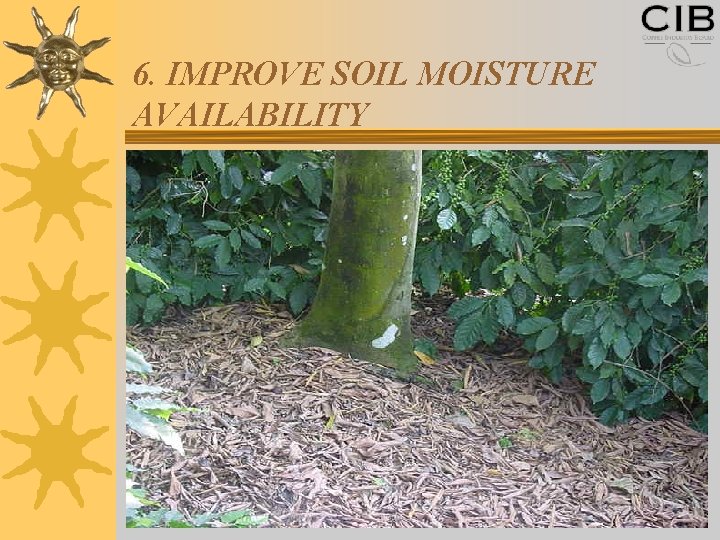 6. IMPROVE SOIL MOISTURE AVAILABILITY 