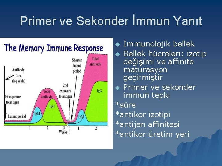 Primer ve Sekonder İmmun Yanıt İmmunolojik bellek u Bellek hücreleri: izotip değişimi ve affinite