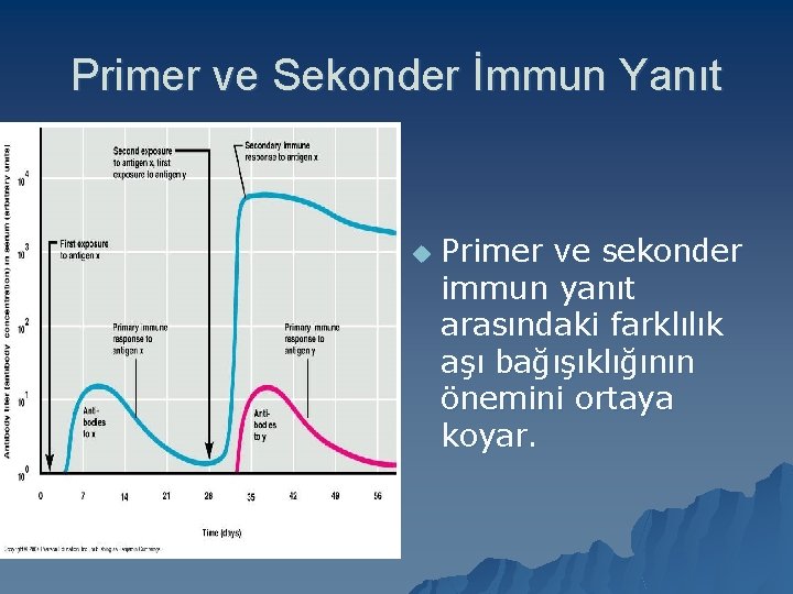 Primer ve Sekonder İmmun Yanıt u Primer ve sekonder immun yanıt arasındaki farklılık aşı